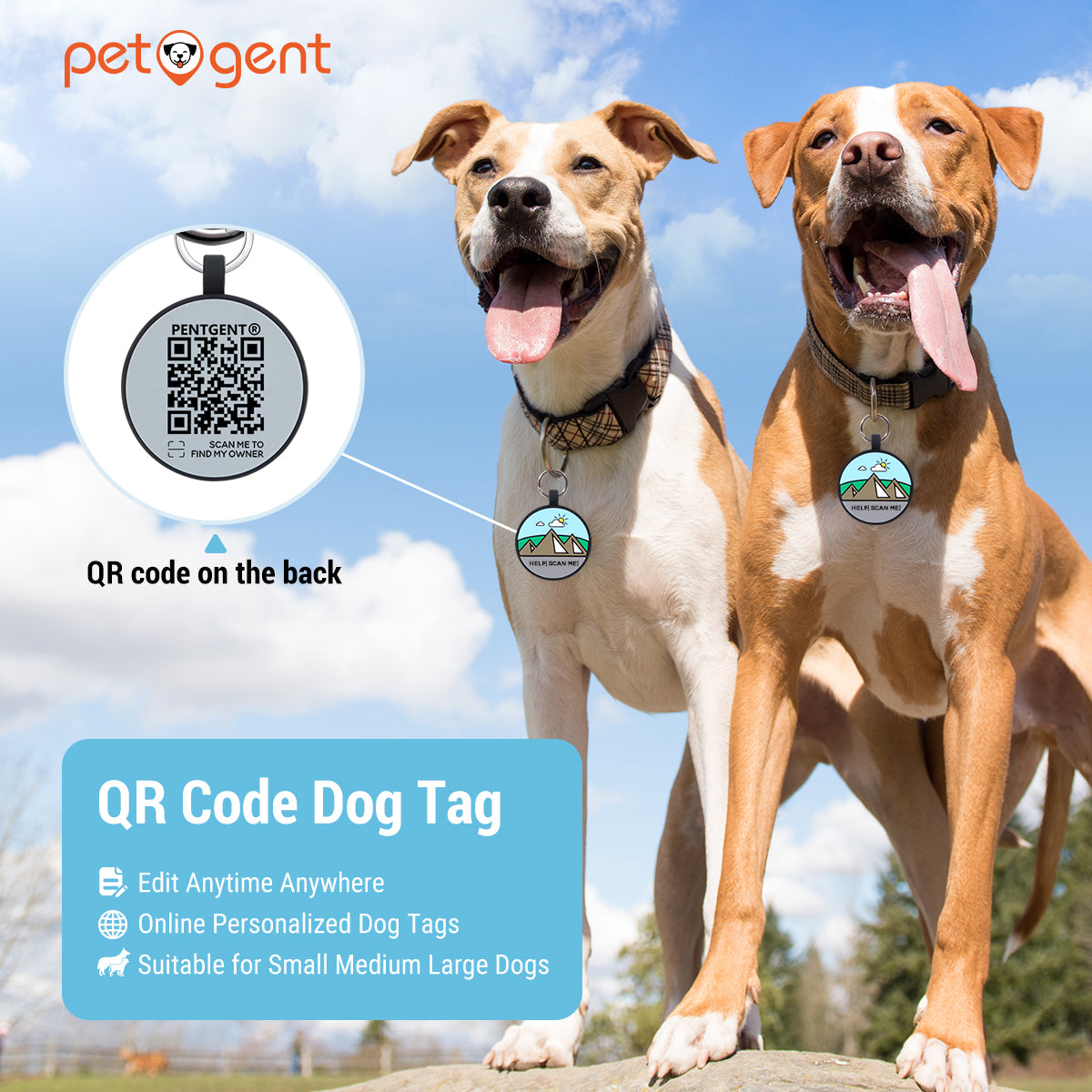 Decoding the Dog Tag What Your Canine Companion Needs to Wear 3 Decoding the Dog Tag What Your Canine Companion Needs to Wear
